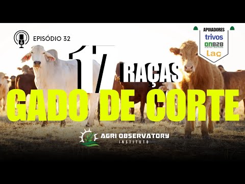 Conheça as 17 raças de gado de corte no Brasil