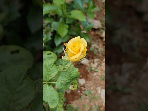 Beautiful Yellow Rose Flower Plant🌿#beautiful#yellow#rose#flowers#plants#garden#love#nature#shorts