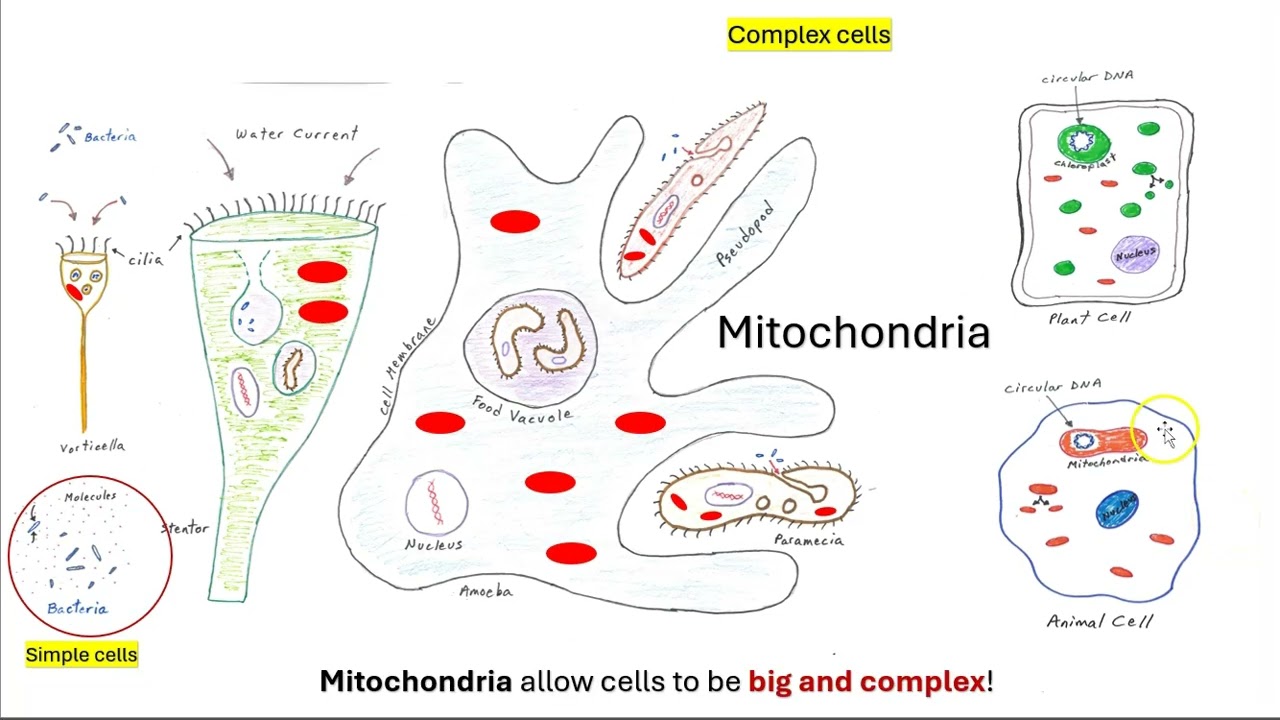 Complex cells have a nucleus and mitochondria