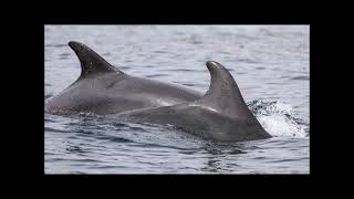 Adopt a dolphin Update May 2023 | Whale and Dolphin Conservation