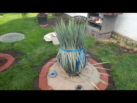 Yucca rostrata Upgrade