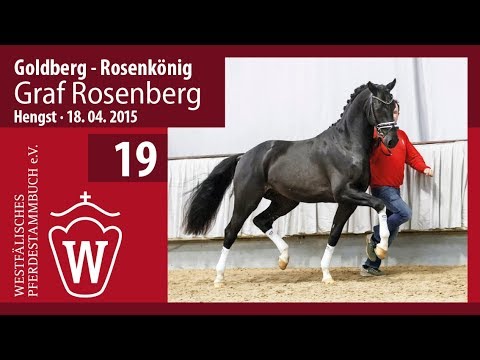 19 Graf Rosenberg Hengst v. Goldberg - Rosenkönig