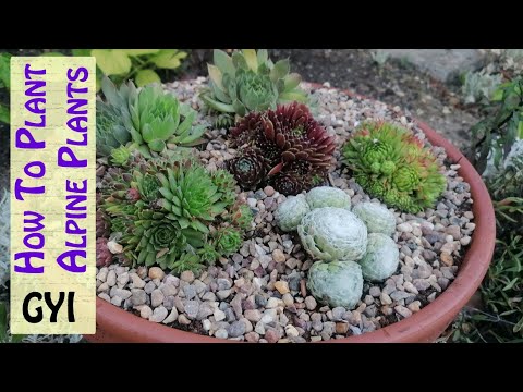How To Plant Alpine Plants in Containers