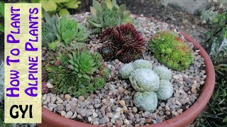 How To Plant Alpine Plants in Containers