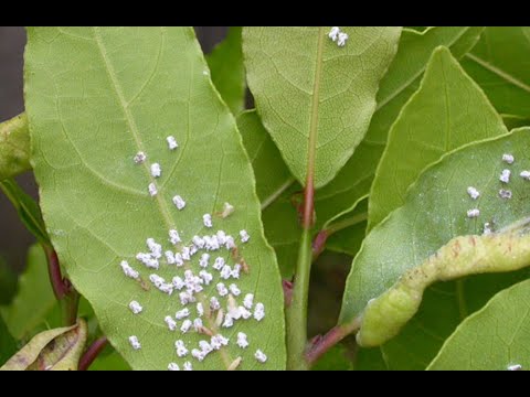 🍊🍃🪲Schildläuse am Lorbeer