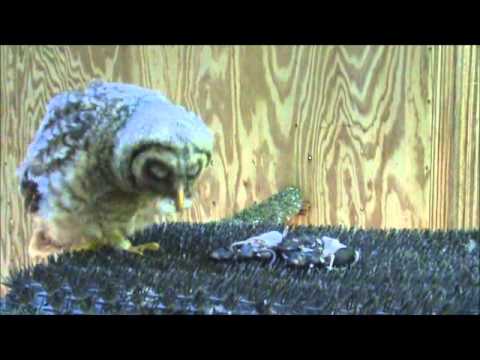 owls - Monteen McCord shows baby Barred owl update  051513