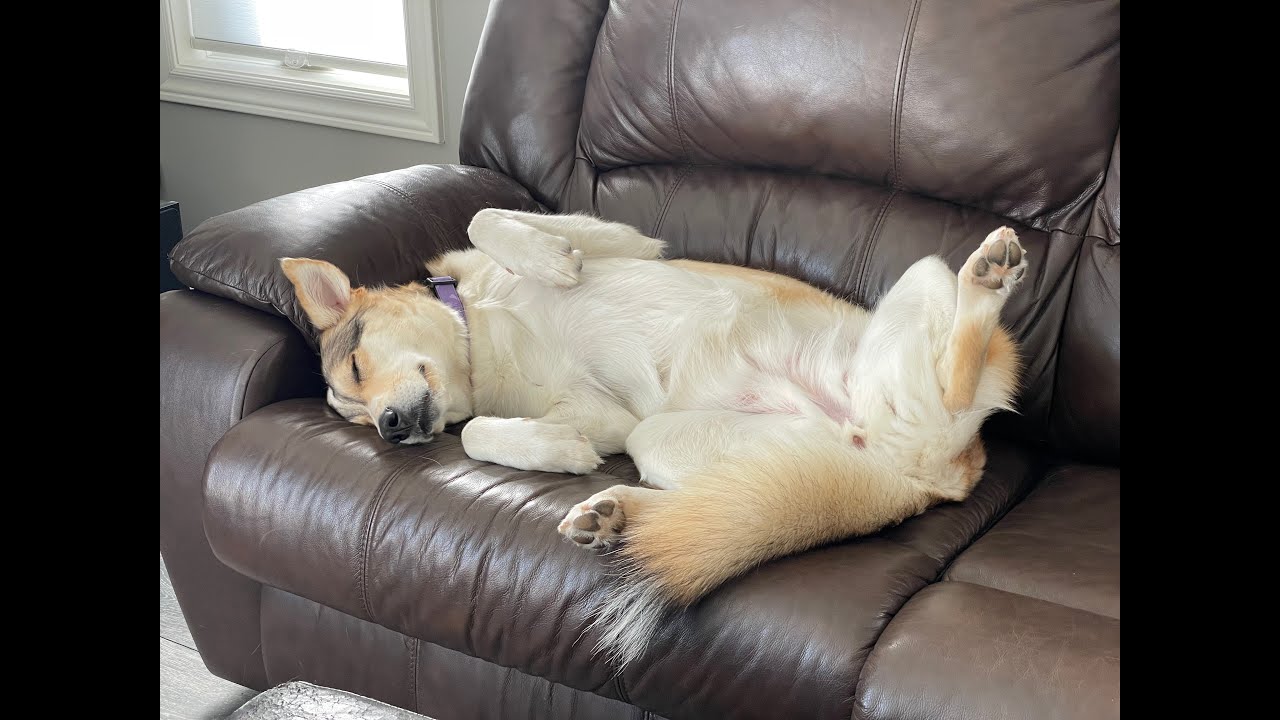 Kentucky - Dog Dreams (Official Video)