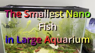 The Smallest Nano Fish in Large Aquarium