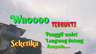 Download lagu Suara panggil Walet VIETNAM asli bener bener Ampuh.. mp3