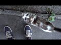 Cute Cat Purrs Because She Wants To Cuddle