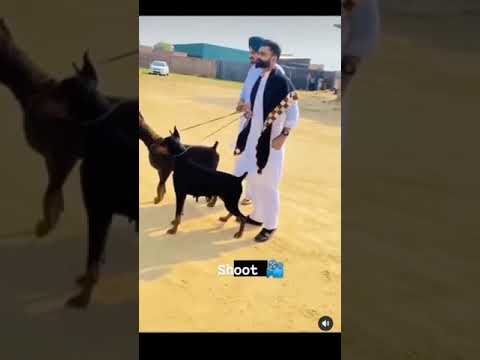 Bambiha bole ! #amritmaan #sidhumoosewala #shortvideo #interiordaljit