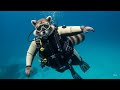 Scuba Raccoon
