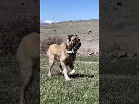 Wolves Vs Kangal! 🥶