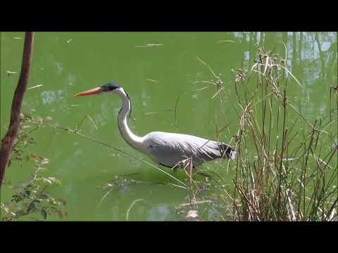 Garça moura (Ardea cocoi) no Parque Piqueri, São Paulo. Cocoi heron. Cocoireiher. Héron cocoi.