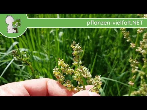 Wiesen-Sauerampfer - Unreife Früchte - 23.04.8 (Rumex acetosa) - essbare Wildpflanzen bestimmen