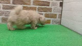 ハーフ犬の動画01