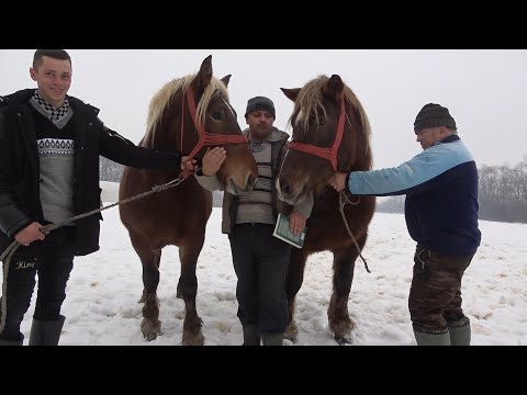 Caii lui Ionut de la Valenii Lapusului, Maramures - 2021 Nou!!!