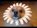 Dear Dumbfoundead/Wax Interlude