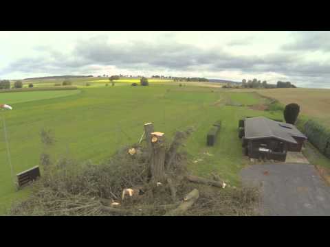 Bonsai- Baum am KVfL- Modellflugplatz