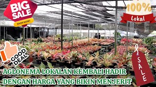 Download lagu KEMBALI DITEMANI DENGAN AGLONEMA LOKALAN DENGAN HARGA YANG BIKIN MENJERIT PENGEN BELANJA. Eps 1547 mp3