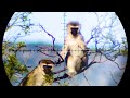 The Best Monkey & Baboon Hunting Compilation on YouTube - 88 Shots in 4K!