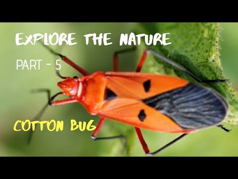 TRUE BUG | EXPLORE THE NATURE | PART - 5 | 9teen86