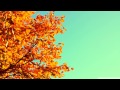 Deep in Vocal Euphoria with Elucidate Ft. Dyloot ...