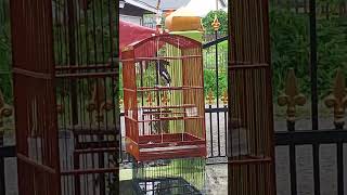 Download lagu isian walet yg lagi kekinian mp3 Download lagu isian walet yg lagi kekinian mp3