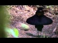 BBC Planet Earth - Birds of Paradise mating dance ...