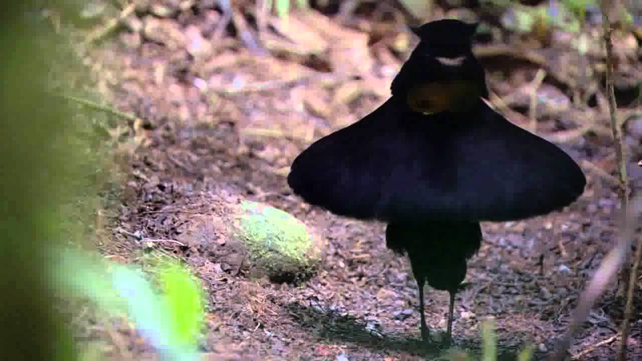 Birds of Paradise