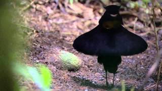 BBC Planet Earth - Birds of Paradise mating dance