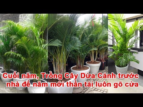 , title : 'Cuối năm, Trồng Cây Dừa Cảnh trước nhà để năm mới thần tài luôn gõ cửa'