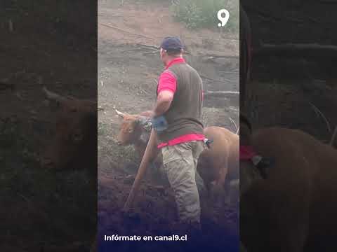 En Santa Juana realizan mingaco en ayuda de familia