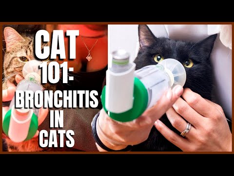 Cat 101: Bronchitis in Cats