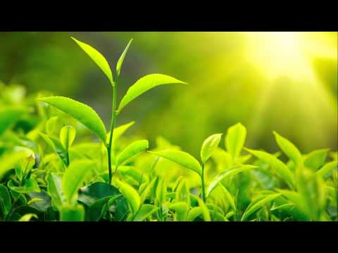 The Most Beautiful & Healing Vocals: Spiritual Meditation Music by Yogini - 