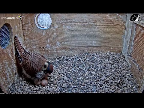 Female Lays Egg #4 | American Kestrel Cam – April 18, 2020