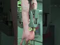 How pig is cut in half in pig farm