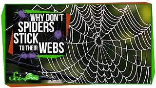Why Don’t Spiders Stick to Their Webs?