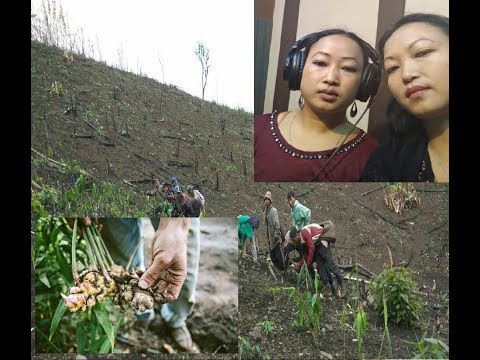 Sawhthing Hla - C Malsawmtluangi (Sawmtei) te unau // Zoram People's Movement (ZPM)