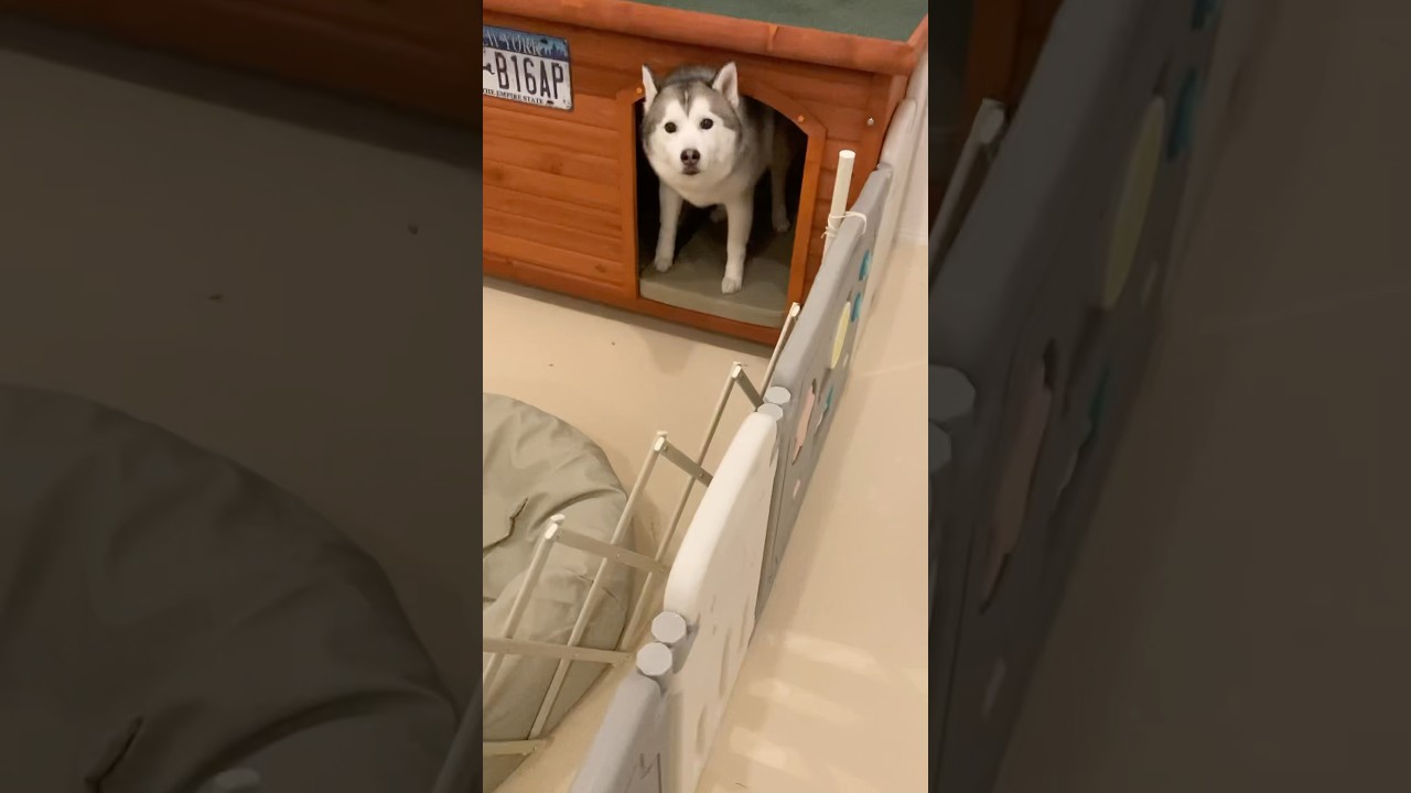 小屋の中でおっぴろげ寝してた可愛いシベリアンハスキー #shorts