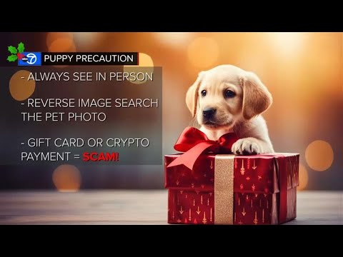 How to avoid scams when you are buying pets for holiday season - YouTube