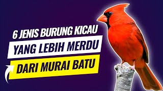 Download lagu These 6 types of songbirds have more melodious voices than the Muari Batu mp3 Download lagu These 6 types of songbirds have more melodious voices than the Muari Batu mp3
