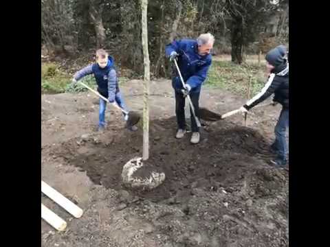 filmpje bomenplant Lottum