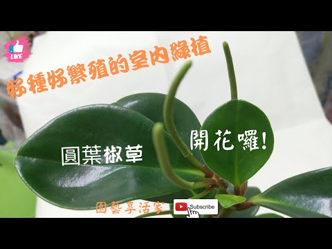 圓葉椒草花語