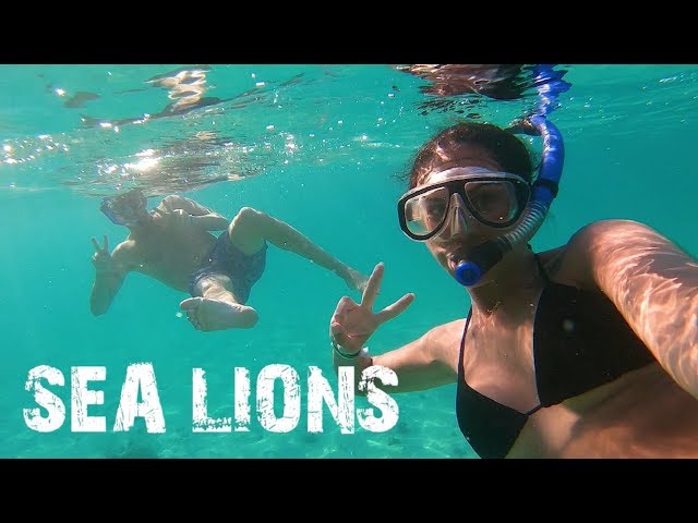 INCREDIBLE SNORKELING WITH SEA LIONS IN LA PAZ (BAJA CALIFORNIA SUR)