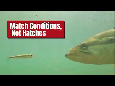 How to Match The Hatch with Bass Fishing