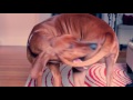 Don Johnson - Redbone Coonhound