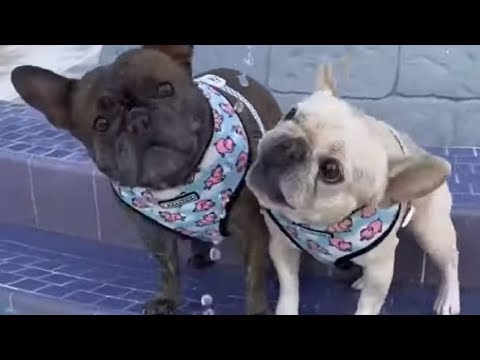 Cute Frenchies Trying To Drink Fountain's Water Drops