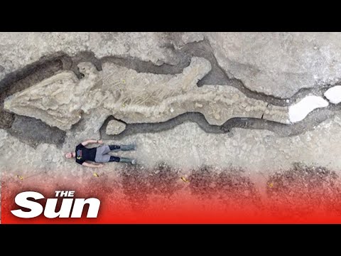 1億8千万年前の巨大な30フィートの「海竜」が発見される