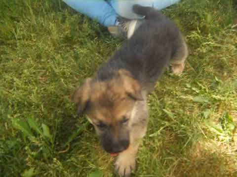 zima at 4 weeks of age